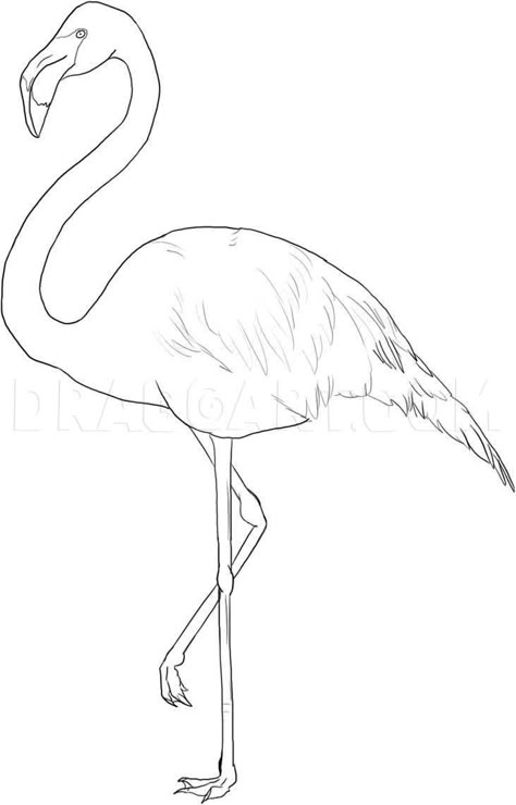 How To Draw Flamingo Step By Step, Flamingo Drawing Pencil Sketches, Flamingo Drawing Realistic, Flamingo Illustration Art, Flamingo Bird Drawing, Drawing A Flamingo, Flamingo Art Drawing, Flamingo Sketch Drawings, How To Paint A Flamingo Step By Step