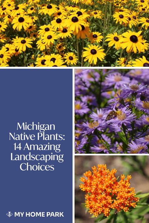 Native Garden Michigan, Michigan Pollinator Garden, Michigan Landscape Ideas, Michigan Front Yard Landscaping, Michigan Landscaping Ideas Front Yards, Front Yard Landscaping Michigan, Michigan Native Garden, Native Michigan Landscaping, Michigan Native Flowers