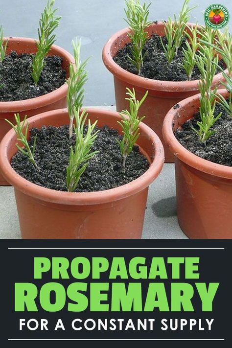 How To Propagate Rosemary From Cuttings, How To Grow Herbs Indoors, Rosemary Plant Indoors, Rosemary Propagation, Planting Herbs Indoors, Propagating Rosemary, How To Propagate Rosemary, Rosemary From Cuttings, Rosemary Plant Care