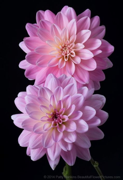 It's a Girl Dahlias © 2014 Patty Hankins BeautifulFlowerPictures.com Kristina Webb, Flower Gardens, Dahlia Flower, Beautiful Flowers Pictures, Flower Farm, Exotic Flowers, Flower Backgrounds, Beautiful Blooms, Flowers Nature