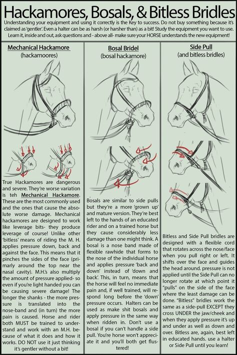 Hackamores For Horses, Hackamore Bridle, Bosal Hackamore, Bitless Bridle Horse, Horse Information, Horse Lessons, Bitless Bridle, Horse Facts, Horse Care Tips