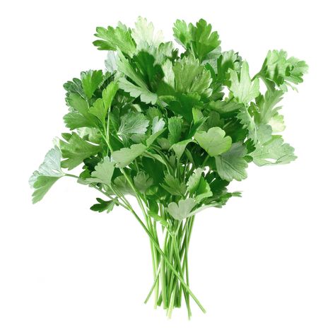 Parsley Parsley Benefits, Fall Allergies, Growing Parsley, Metabolic Diet, Natural Remedy, Herb Seeds, Coriander Seeds, Mini Garden, Natural Living