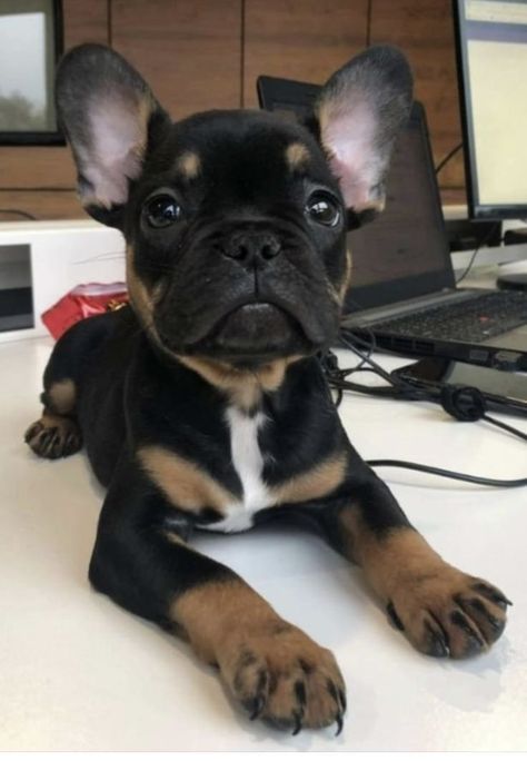 Black And Brown French Bulldog, Baby French Bulldog, Very Cute Puppies, Really Cute Puppies, Bulldog Francese, Super Cute Puppies, Frenchie Bulldog, Frenchie Puppy