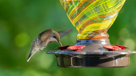 Do You Have To Boil Sugar Water For DIY Hummingbird Nectar? - House Digest Sugar Water For Hummingbirds, Homemade Hummingbird Nectar, Hummingbird Migration, Hummingbird Food, Hummingbird Nectar, Humming Bird Feeders, Water Softener, Fermenting, Be Safe