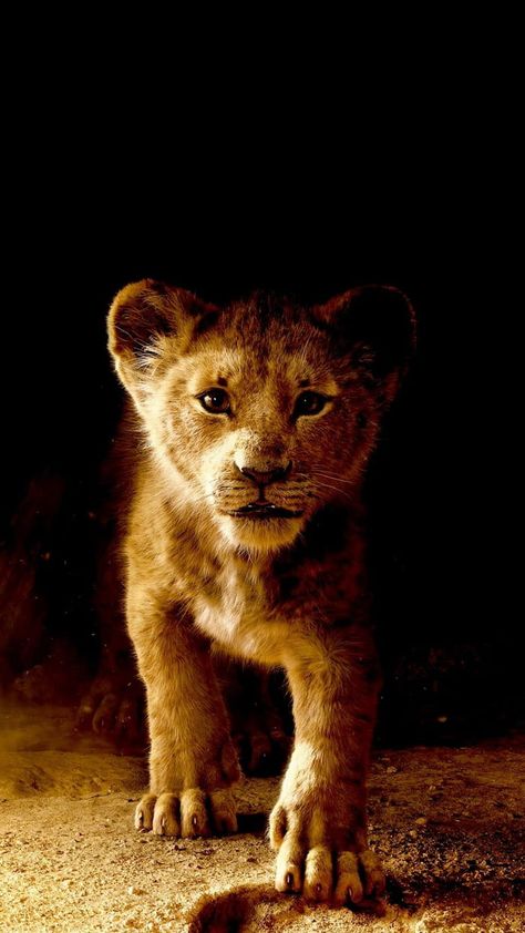 Baby Simba, Simba Lion, Lion King Movie, Il Re Leone, Lion King Art, Disney Characters Videos, Lion Cub, Daily Pictures, Wildlife Photos