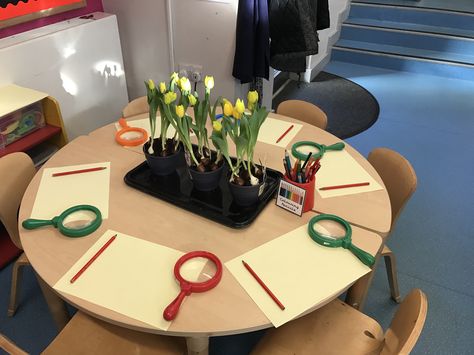 Observational drawings of plants- eyes growing topic Growing Activities, Plants Year 1, Year 1 Plants, Plant Activities Eyfs, Planting And Growing Eyfs Activities, Growing Eyfs Activities, Growing Topic Eyfs, Planting Eyfs, Growing Displays Eyfs