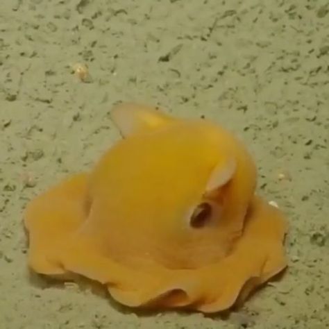 NatureLife on Instagram: “Really shy dumbo octopus hides in its own tentacles😆🐙 Have you ever seen this octopus?🤔 Follow us on Twitter for more content, link in…” Dumbo Squid, Flapjack Octopus, Dumbo Octopus, Aquatic Creatures, Cute Octopus, Octopus Tattoo, Creative Drawing Prompts, Favorite Animals, A Log