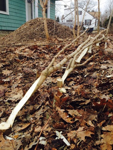 Could hedgelaying catch on in the United States? | Hello Homestead Hedgerow Fence, Sustainable Homestead, Types Of Farming, Permaculture Gardening, Farm Fence, White Picket Fence, Edible Landscaping, Homestead Survival, Yard Work