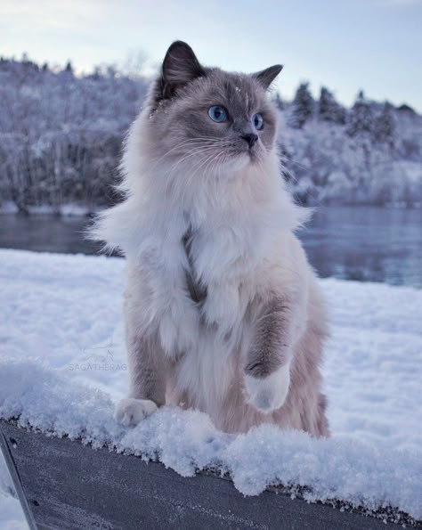 Ragdoll Wallpaper, Cat Aesthetic Pictures, Cats In Snow, Ragdoll Cat Aesthetic, Cat In Snow, Picture Boards, Ragdoll Cats, Cats Aesthetic, Ragdoll Cat