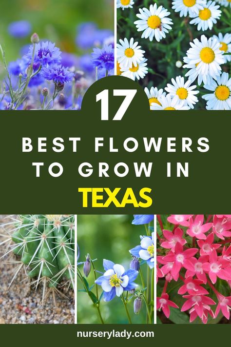 17 Best Flowers To Grow In Texas, 
Texas flowers, flowers for Texas climate, 
Texas gardening, 
best flowers for Texas, 
Texas bloom, Texas garden flowers, 
flowers in Texas, 
Texas floral favorites, 
Texas flower guide, 
Texas flower varieties, 
Texas flower recommendations, 
Texas garden blooms, 
Texas flower diversity, 
Texas flower collection, 
Texas flower showcase, 
Texas flower assortment Texas Pictures, Texas Gardens, Texas Flowers, Texas Garden, Flowers To Grow, Indian Paintbrush, Texas Gardening, Best Flowers, Flowers Perennials