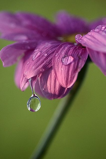 Water Drop Photography, Foto Macro, Macro Flower, Water Photography, Dew Drops, Water Art, Foto Art, Water Droplets, Exotic Flowers