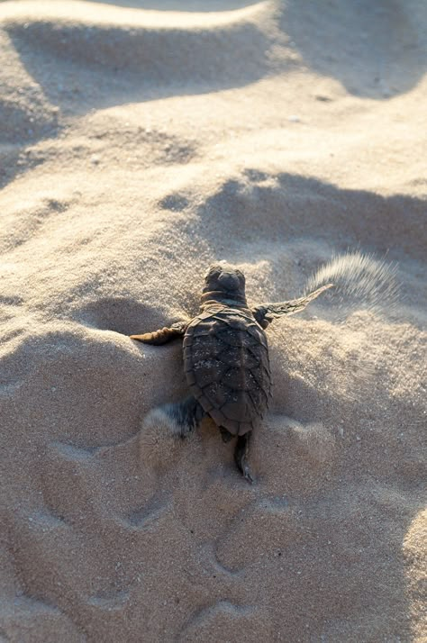 Turtle Aesthetic, Hawksbill Turtle, Sea Turtle Pictures, Turtle Wallpaper, Baby Sea Turtles, Baby Sea Turtle, Cute Turtle, Turtle Love, Cute Turtles