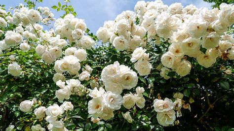 White Climbing Roses Fence, Climbing White Roses, Iceberg Roses Landscape, Climbing Roses In Pots, Rose Fence, Iceberg Climbing Rose, Iceberg Roses, White Climbing Roses, Heart House