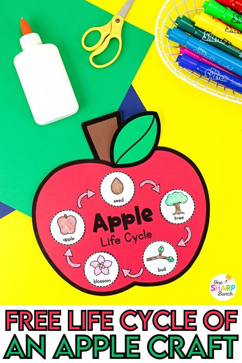 Apple Learning Activities, Apples Activities For Preschool, Parts Of An Apple Craft Preschool, Apple Investigation Free Printable, Apple Life Cycle Preschool, Apple Experiments For Kids, Apple Lessons Preschool, Apples Kindergarten Activities, Apple Activity Kindergarten