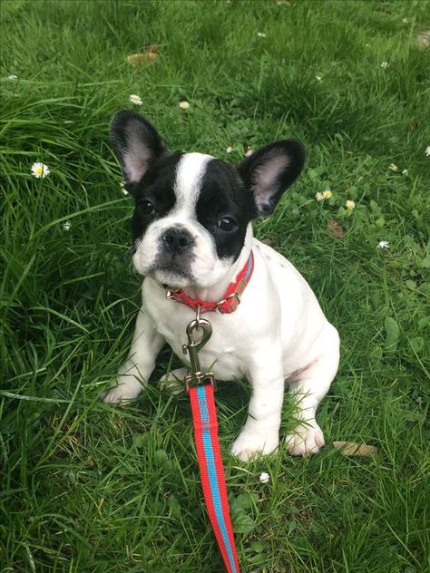 Toy French Bulldog, Baby French Bulldog, American Bulldogs, Cute Fluffy Dogs, Cute Teacup Puppies, Puppy Friends, Really Cute Puppies, Super Cute Puppies