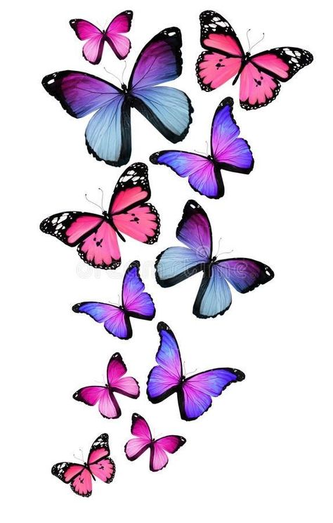 Butterfly Symbolism, Cute Bugs, Rainbow Butterflies, Picsart Png, Butterfly Background, Photoshop Ideas, Butterfly Images, Butterfly Illustration, Butterflies Flying