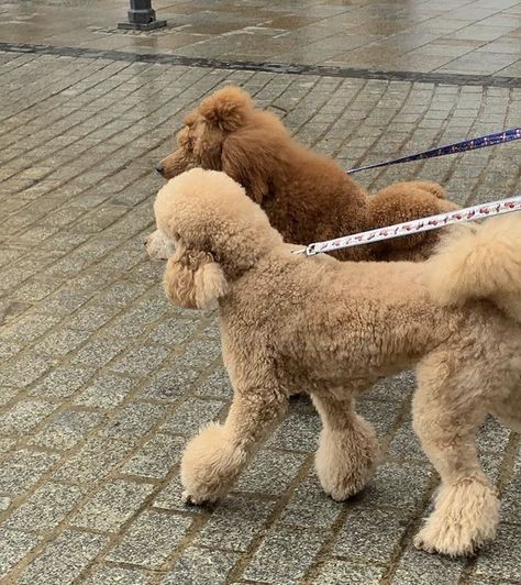 Old Money Dog, Teddy Bear Poodle, Aesthetic Dogs, Money Cat, Dog Photoshoot, Standard Poodles, Dream Dog, Dog Blog