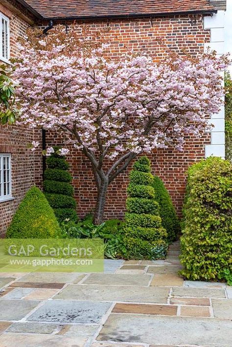 Prunus 'Shirofugen' - Ornamental Japanese Cherry' tree in blossom above Buxus - Box - topiary shapes, small bed against brick period house with paved surround Cherry Tree Front Yard, Cherry Tree Backyard, Ornamental Cherry Tree, Blossom Tree In Garden, Cherry Blossom Courtyard, Cherry Blossom Tree In Garden, Cherry Blossom Tree Garden, Cherry Blossom Backyard, Prunus Shirofugen