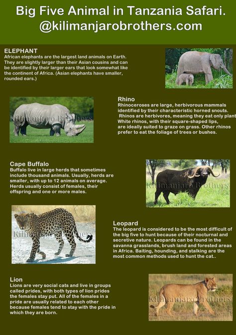 Have you already seen big five animal?   The Big Five refers to the African: lion, leopard, elephant, rhino and Cape buffalo.  While all of these animals are amazing to view on safari……. Planning a trip now…..and we ensure you will observe the big five animals and the natural wonders found in our country. #bigfiveanimal #bigfive #Tanzaniasafaribigfive  #Tanzaniasafari  for more information kindly visit our website www.kilimanjarobrothers.com The Big Five Animals, Big Five Animals, Animals Information, Tanzania Safari, Asian Elephant, Wilderness Survival, Extinct Animals, Summer Theme, African Elephant