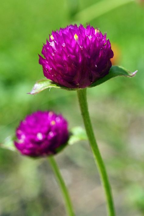 Native Landscaping Ideas, Mandevilla Vine, Native Landscaping, Texas Garden, Courtyard Landscaping, Globe Amaranth, Single Flowers, Buy Seeds, Perennial Flowers