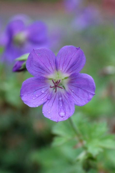 Geranium ‘Rozanne’ Agriculture Photography, Geranium Rozanne, Legacy Projects, Thread Painting, Violet Flower, Flower Photos, Geraniums, Purple Flowers, Colorful Flowers