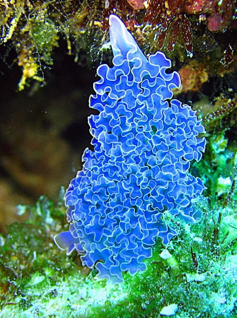 Lettuce Leaf Sea Slug. ♥_♥ Amazing. For More Updates Please Follow Me @Piinterest | Follow Back. Tanaman Air, Green Lettuce, Fauna Marina, Underwater Fish, Sea Anemone, Deep Sea Creatures, Sea Slug, Beautiful Sea Creatures, Underwater Creatures