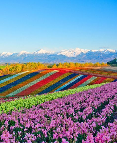 Panoramic Flower Gardens in Biei, Hokkaido, Japan Biei Hokkaido, Hokkaido Japan, Flower Gardens, Flower Garden, Japan, Flowers, On Instagram, Instagram, Hokkaido