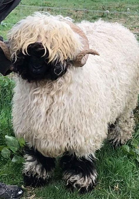 Valais Blacknose Sheep (Book) - Deanburn Publications Sheep Oc, Blacknose Sheep, Valais Blacknose, Valais Blacknose Sheep, Homesteading Animals, Sheep Breeds, Live Animals, Cute Sheep, Rare Breed