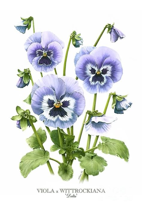 Pansies Art, Flower Canvas Art, Illustration Botanique, Pansies Flowers, Vintage Botanical Prints, 수채화 그림, Plant Drawing, Botanical Painting, Botanical Drawings