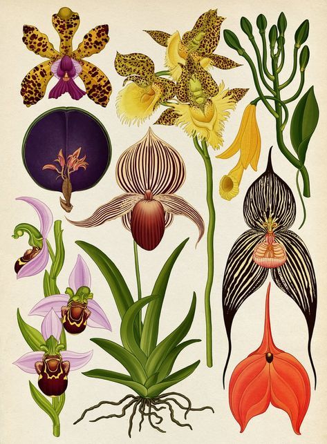 Katie Scott, Illustration Botanique, Botanical Illustration Vintage, Vintage Botanical Prints, Plant Drawing, Botanical Painting, Scientific Illustration, Kew Gardens, Botanical Illustrations