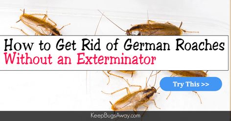 nt to know how to get rid of German cockroaches without an exterminator? Here are 9 simple ways you can do today to kill German roaches effectively. Kill Roaches Naturally, Dry Hands Remedy, German Cockroach, Kill Roaches, How To Get Rid Of Gnats, Ant Infestation, Rid Of Bed Bugs, Diy Soap Recipe, Bed Bugs