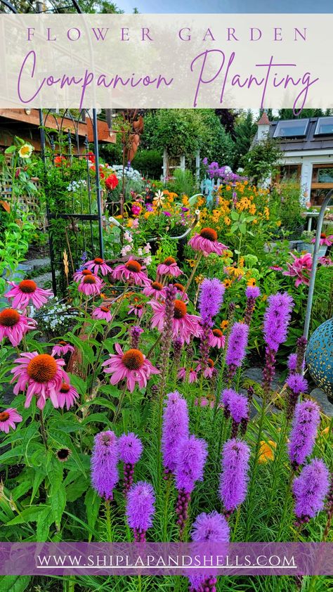 Are you ready to take your garden to the next level with the beauty and benefits of flower companion planting? Companion planting is a great way to improve your garden's overall health and vibrancy while creating a pretty outdoor gardening space. Liatris Companion Plants, Flower Companion Planting, Companion Planting Flowers, Amaranth Flower, Killing Weeds, Companion Planting Vegetables, Bed Makeover, Garden Companion Planting, Globe Amaranth