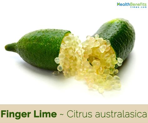 Finger Limes, Caviar Lime, Finger Lime, Lime Tree, Fruit Seeds, Exotic Fruit, Sweet Tarts, Organic Matter, Limes