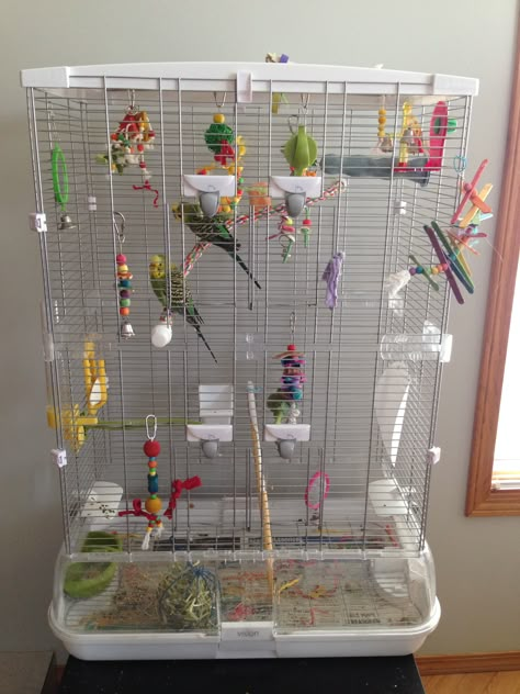 Pacific Parrotlet, Budgie Cage, Restaurant Facade, Parrot Training, Parakeet Cage, Large Bird Cages, Finches Bird, Parrot Cage, Cute Small Animals