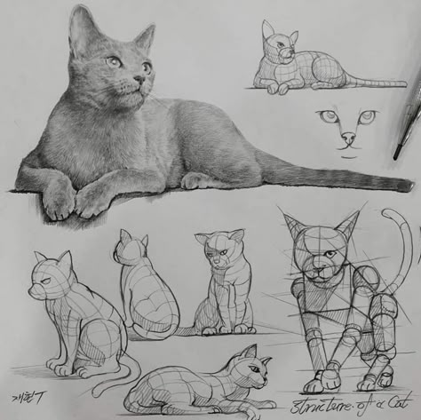 Pencil Drawing Exercises, Sketches Portrait, Portfolio Reference, Structural Drawing, Drawing Guides, Cat Sketch, Academic Art, 강아지 그림, Animal References