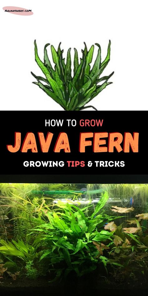 Java Fern, Fern Care, Biotope Aquarium, Freshwater Plants, Freshwater Aquarium Plants, Cool Fish Tanks, Aquascape Design, Fresh Water Fish Tank, Shrimp Tank