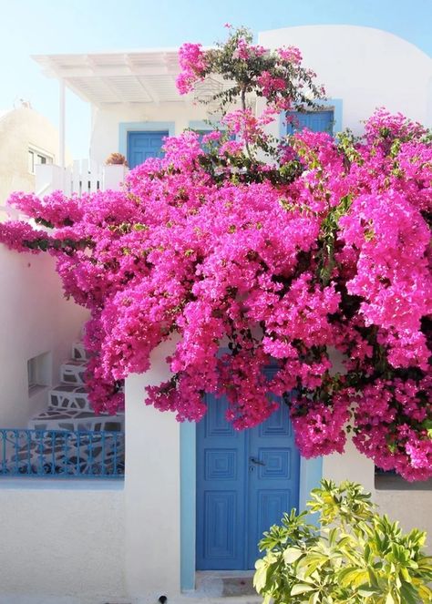 Best Time to See Fuchsia Bougainvillea Bloom in Santorini 2022 - Rove.me Pink Bougainvillea, Greek Flowers, Blue Doors, Oia Santorini, Santorini Island, Blue Door, Bougainvillea, Santorini Greece, Doors And Windows