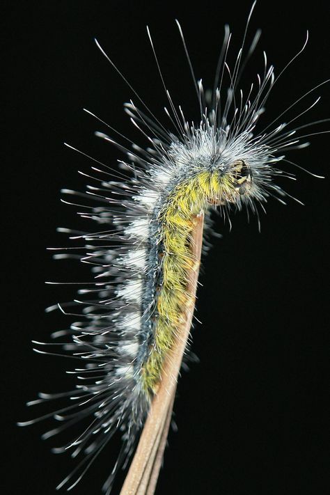 Bead Caterpillar, Caterpillar Insect, Insects Close Up, Spicebush Swallowtail Caterpillar, Cecropia Moth Caterpillar, Caterpillar Becomes Butterfly, Close Up Bug Photography, Yunnan China, Garden Insects