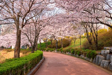 Blooming sakura cherry blossom alley in park by f9photos. Blooming sakura cherry blossom alley in park in spring, Seokchon lake park, Seoul, South Korea#blossom, #alley, #park, #Blooming Kota Seoul, Disney Minimalist, Kpop Backgrounds, South Korea Seoul, Sakura Tree, Sakura Cherry Blossom, Plan B, House Outside Design, Lake Park