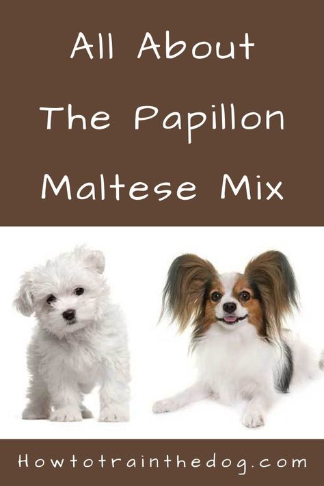 A Complete Guide To The Papillon Maltese Mix. Everything you need to know - from temperament, to characteristics, health issues, training, price and ... Papillon Mix, Papillon Puppy, Maltese Shih Tzu, Maltese Mix, Awesome Animals, Maltese Dogs, Mixed Breed, Health Issues, Maltese