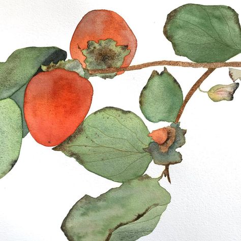 Persimmon Embroidery, Persimmon Tattoo, Persimmon Painting, Persimmon Branch, Watercolour Trees, Fruits Painting, Good Homes, Asian Painting, Watercolor Tree