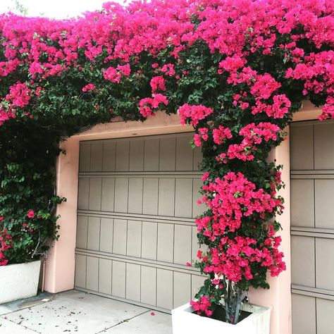 Obsessed with whatever this flowering vine is that grows around many of the garage doors in La Jolla. Anyone know what it is? Garage Door Pergola, Door Pergola, Climbing Flowers, Garden Vines, Wall Garden, Pergola Kits, Flowering Vines, Bougainvillea, Landscaping Plants