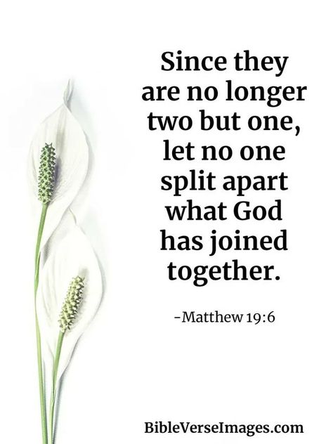 Verse About Marriage, Bible Verse About Marriage, Matthew 19 6, Marriage Verses, Romans 12 10, Marriage Bible Verses, Book Of Matthew, Prayer Wall, New American Standard Bible