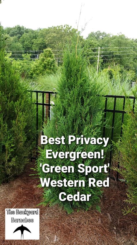 ‘Green Sport’ Western Red Cedar - Thuja Plicata Green Giant Western Cedar, Cedar Trees Landscaping, Western Red Cedar Tree, Leland Cypress, Privacy Backyard, Red Cedar Tree, Cedar Hedge, Cedar Plant, Thuja Green Giant