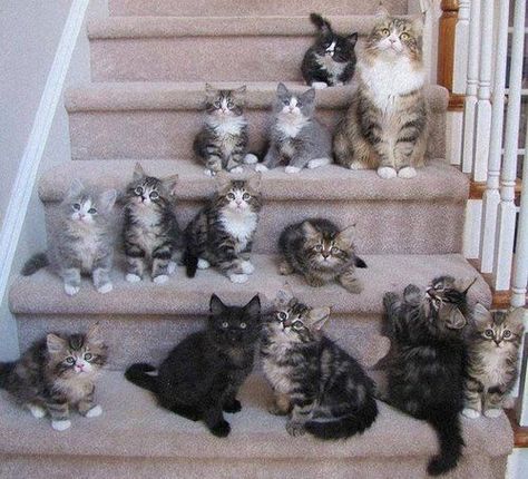 A Bunch Of Cats, Bunch Of Cats, Kinds Of Cats, Image Chat, Lots Of Cats, Siberian Cat, Cat Family, Cute Cats And Kittens, Crazy Cat