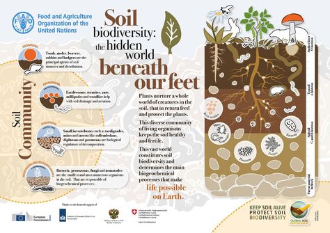 Resources — Global Soil Biodiversity Initiative Soil Regeneration, Soil Activities, Teaching Online, Science Illustration, Agriculture Education, Nutrient Dense Food, Soil Health, Plant Health, Wilderness Survival