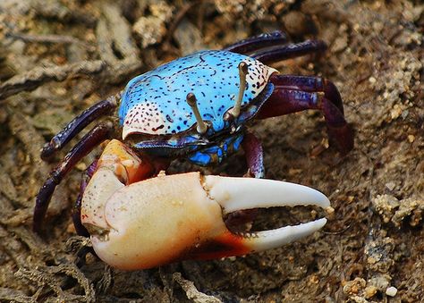 fiddler crab Fiddler Crab, Crab Art, Crab And Lobster, Beautiful Sea Creatures, Underwater Creatures, Exotic Fish, Hermit Crab, Aquatic Animals, Arthropods