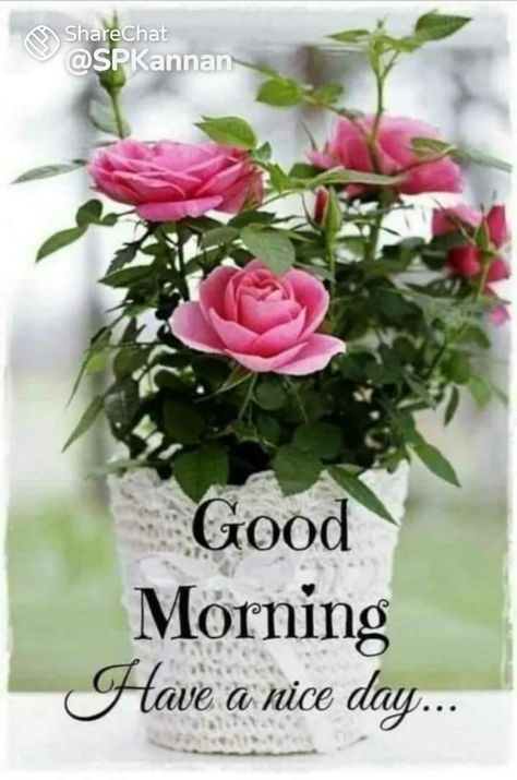 Morning Messages Quotes, Very Good Morning Images, Good Morning Beautiful Gif, Cute Good Morning Images, Morning Flowers Quotes, Good Morning Roses, Good Morning Beautiful Flowers, Good Morning Flowers Quotes, Good Morning Flowers Pictures