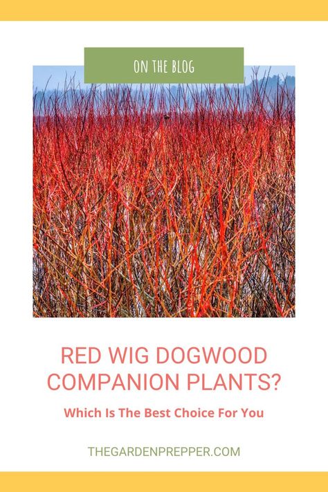 red twig dogwood companion plants Artic Fire Red Twig Dogwood, Bailey Red Twig Dogwood, Ninebark Companion Plants, Red Twig Dogwood Companion Plants, Red Twig Dogwood Landscape, Red Twig Dogwood Shrub, Redtwig Dogwood, Quick Fire Hydrangea, River Birch Trees