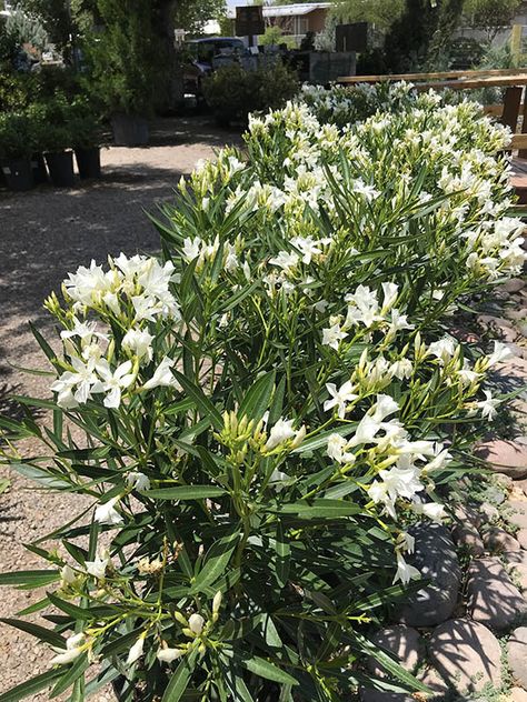 Oak Trees Landscaping, Oleander Plants, Nerium Oleander, Alcea Rosea, White Oleander, Pine Garden, Evergreen Landscape, Trees For Front Yard, Olive Plant